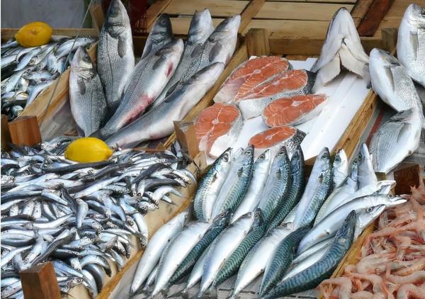 进口坦桑尼亚野生水产品需要什么手续？