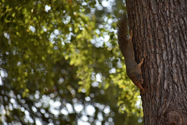 来自斯图加 来自斯图加